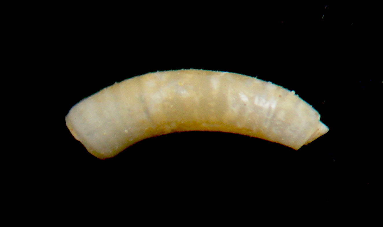 Caecum vitreum